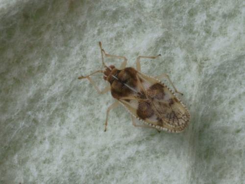 Monosteira unicostata
