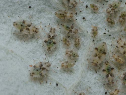 Monosteira unicostata