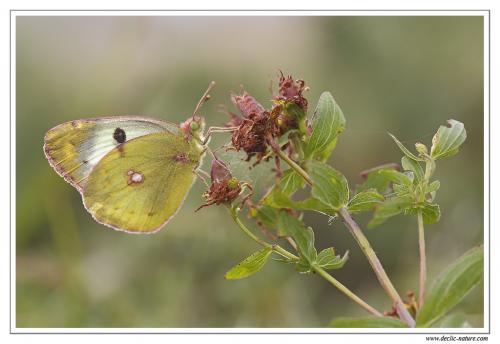 Colias sp.
