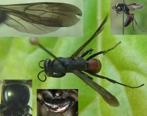 Aporus bicolor
