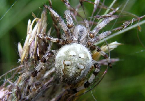 Araneus quadratus