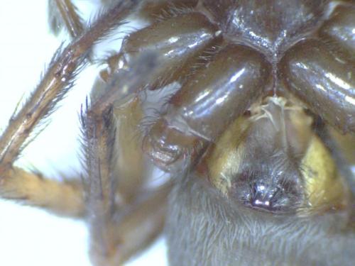 Réf. 91 534 : Inermocoelotes inermis