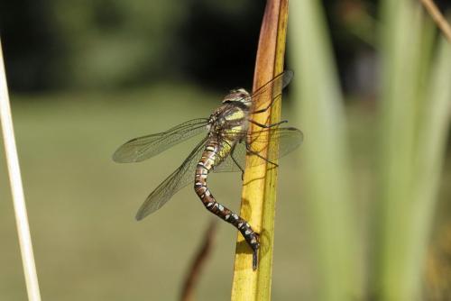 Aeshna mixta