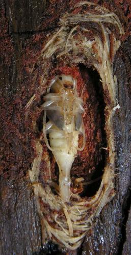 Réf. 91 745 : Acanthocinus aedilis