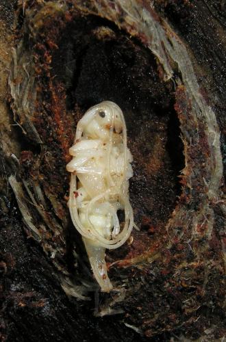 Réf. 91 746 : Acanthocinus aedilis