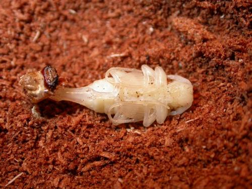 Réf. 91 744 : Acanthocinus reticulatus