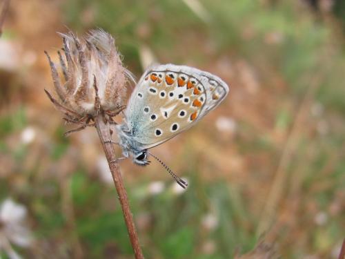 Polyommatus sp.