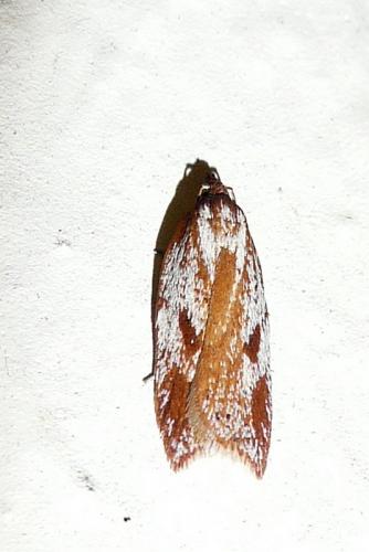 Acleris hyemana