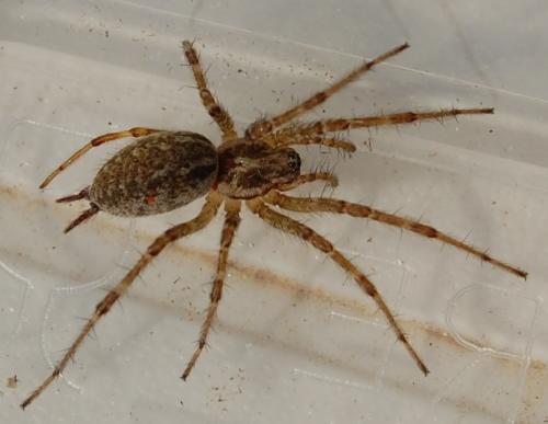 Allagelena gracilens