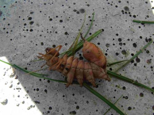 Stauropus fagi
