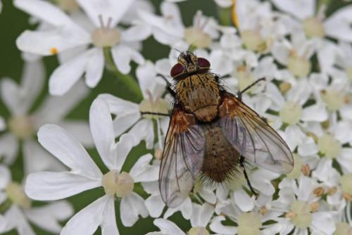 Allophorocera ferruginea