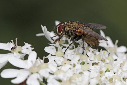 Allophorocera ferruginea