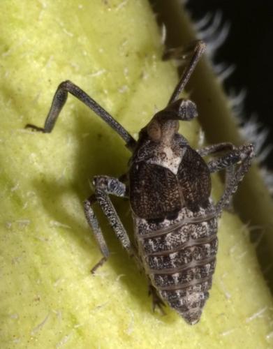 Almana longipes