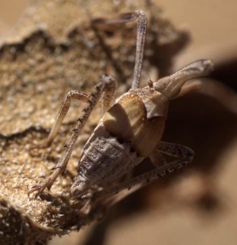 Almana longipes