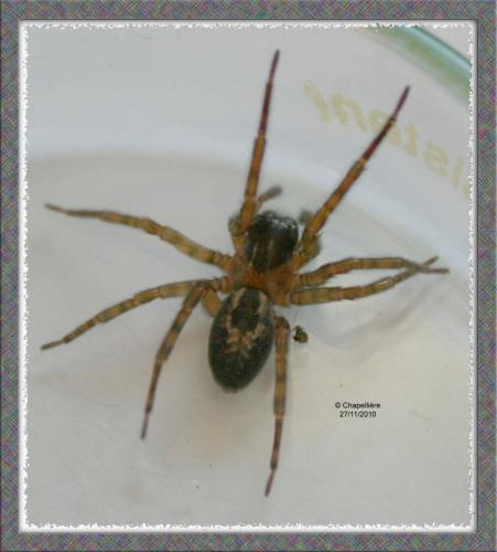 Amaurobius similis