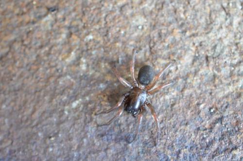 Réf. 91 446 : Inermocoelotes inermis