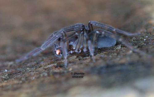 Réf. 91 081 : Amaurobius ferox