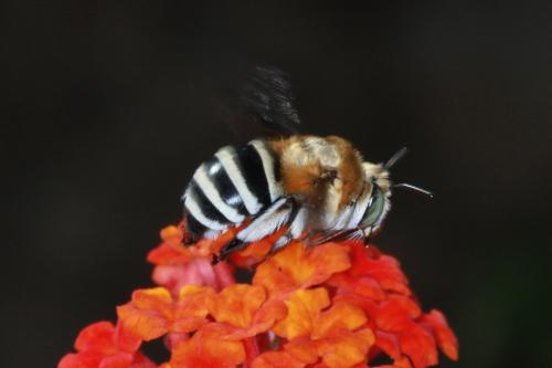 Réf. 91 471 : Amegilla quadrifasciata
