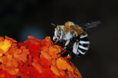 Réf. 91 472 : Amegilla quadrifasciata