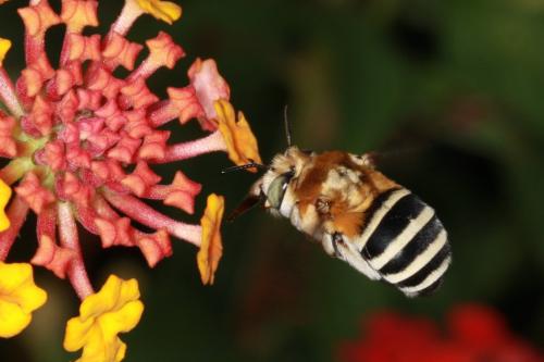 Réf. 91 473 : Amegilla quadrifasciata
