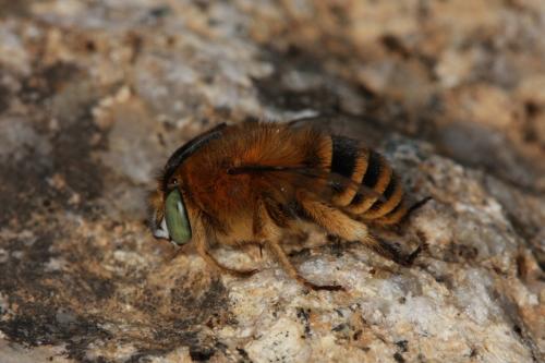 Réf. 91 804 : Amegilla garrula
