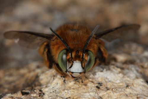 Réf. 91 805 : Amegilla garrula