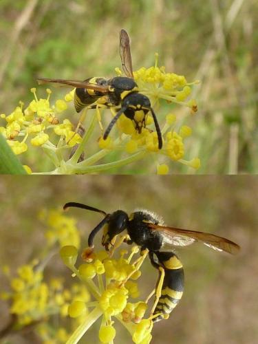 Ancistrocerus sp.