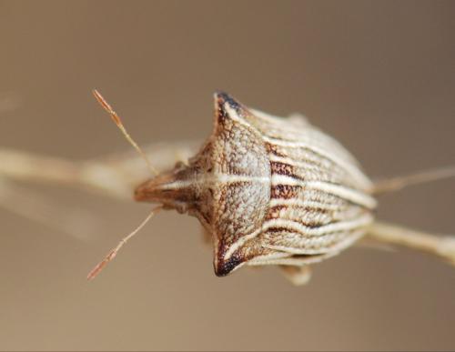 Réf. 91 652 : Ancyrosoma leucogrammes
