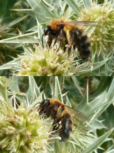 Réf. 91 323 : Andrena nigriceps