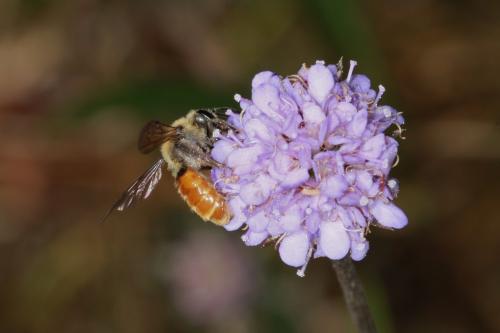 Réf. 91 994 : Andrena marginata