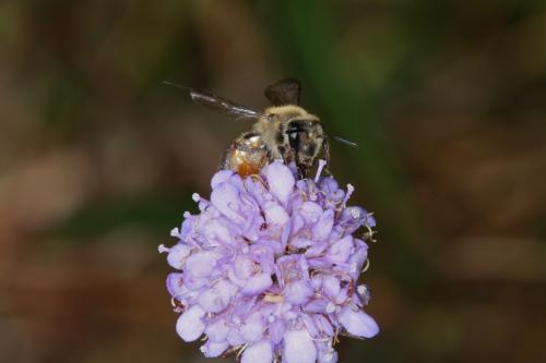Réf. 91 995 : Andrena marginata