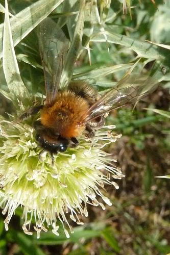Andrena nigriceps