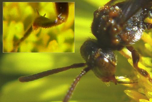 Nomada distinguenda