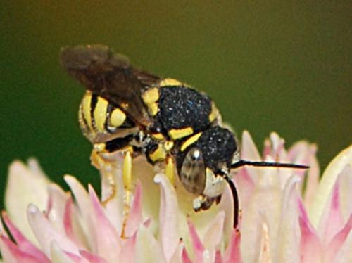 Réf. 91 396 : Anthidiellum strigatum