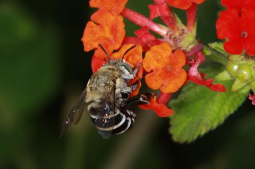Réf. 91 860 : Amegilla sp.