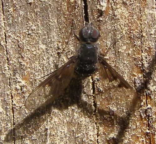 Réf. 91 979 : Anthrax trifasciatus