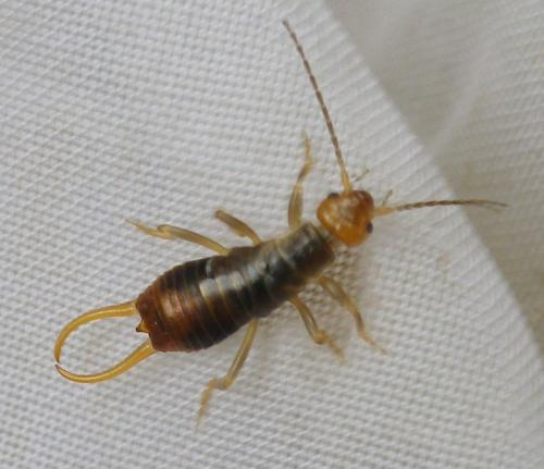 Chelidurella acanthopygia