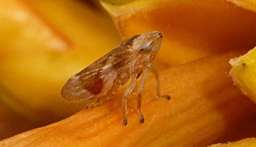 Philaenus spumarius