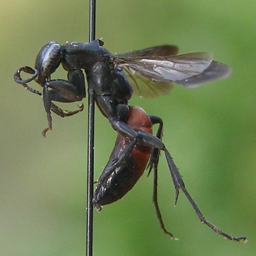 Aporus bicolor