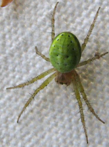 Araniella sp.