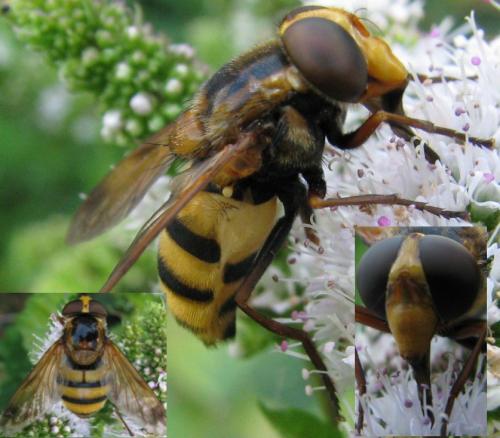 Volucella inanis
