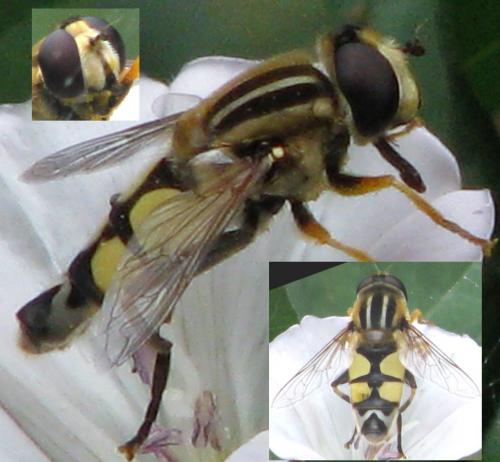 Helophilus trivittatus