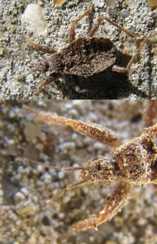 Reduvius personatus