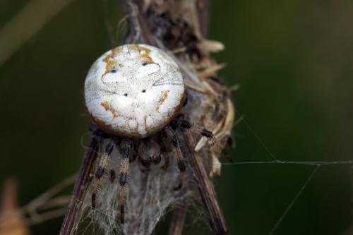 Araneus quadratus