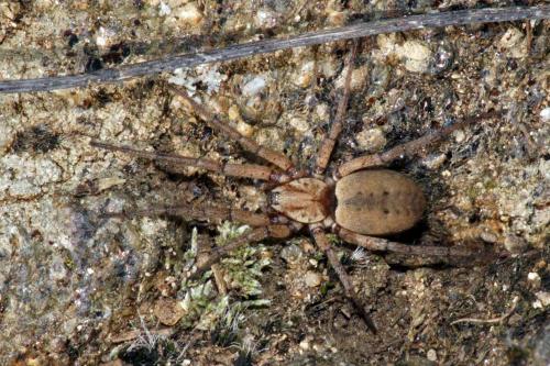 Nomisia aussereri