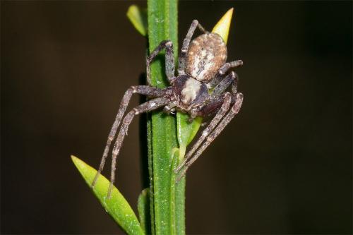 Philodromus sp.