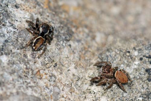 Réf. 91 780 : Evarcha falcata