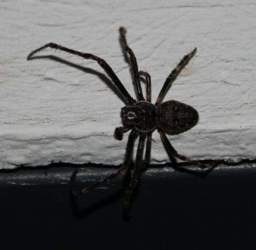 Réf. 91 348 : Nuctenea umbratica