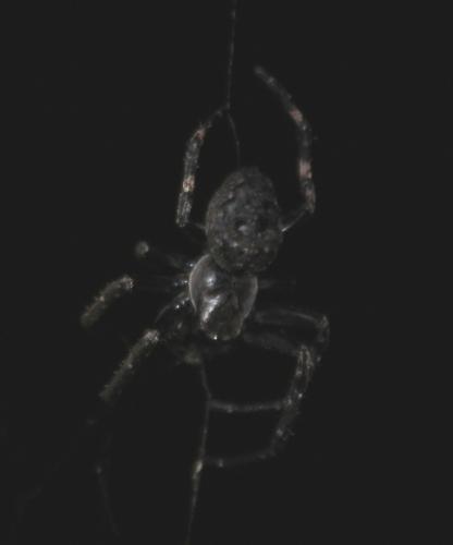 Réf. 91 349 : Nuctenea umbratica
