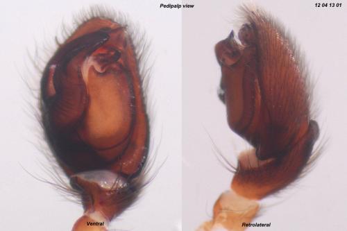 Haplodrassus signifer